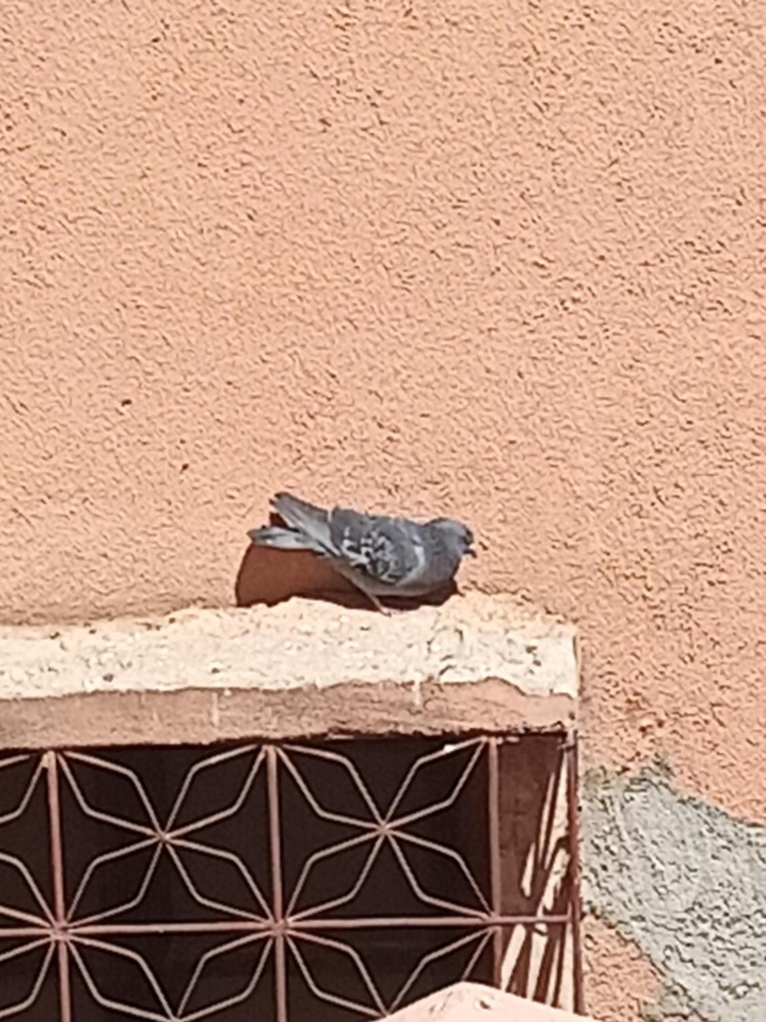 Guiliz Appartement Marrakesh Exterior foto